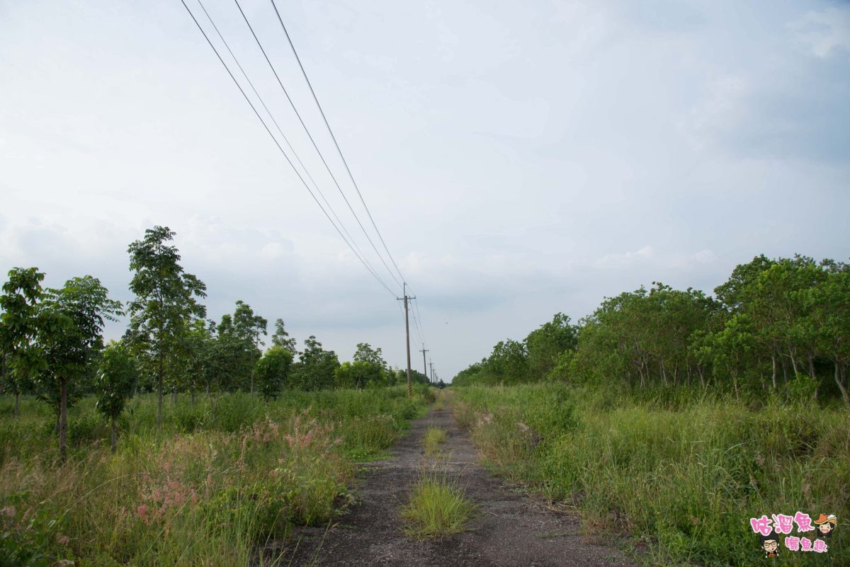 屏東秘境景點 南部版龍貓隧道及周遭休閒農場之私房景點分享